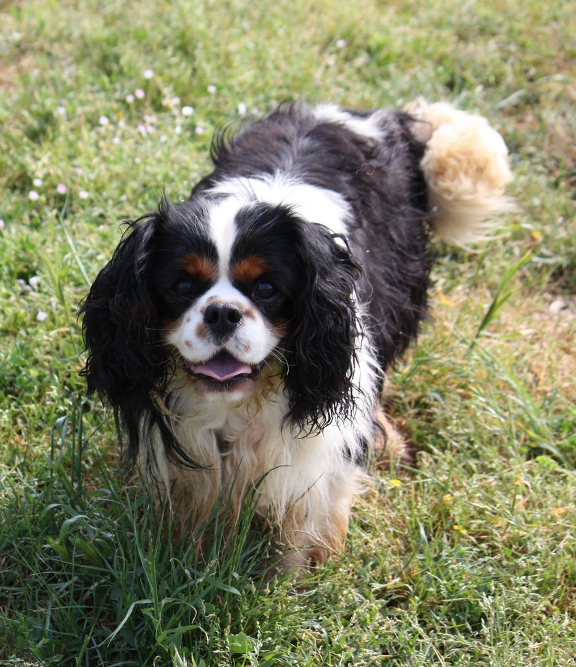 Cavalier King Charles : Medor de Paline